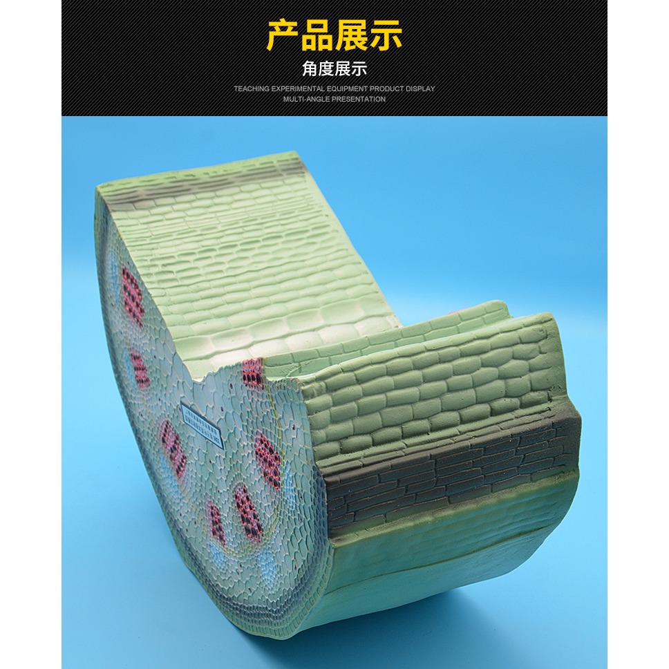 雙子葉草本植物莖模型 J3205 初中高中生物實驗器材中學教學儀器-細節圖9