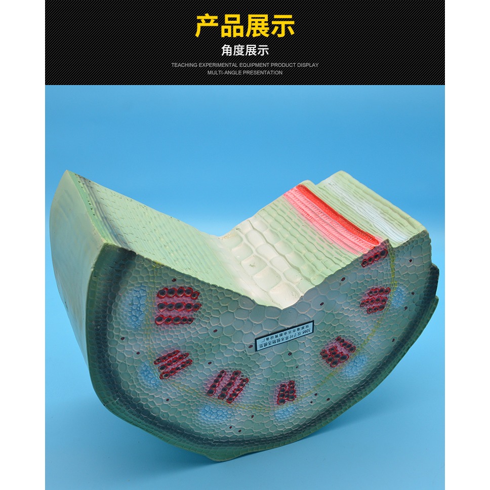 雙子葉草本植物莖模型 J3205 初中高中生物實驗器材中學教學儀器-細節圖10