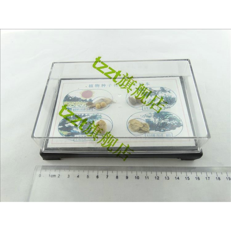 植物種子傳播方式標本 J43153 小學科學 生物實驗器材 教學儀器-細節圖3