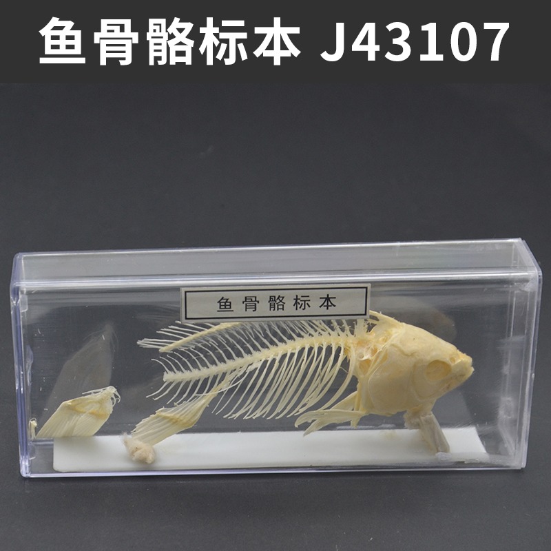 昆蟲標本生物標本菜粉蝶實驗小學生魚骨骼標本珊瑚標本蜜蜂桑蠶蕨蝗蟲葫蘆蘚生活史標本紅藻類褐藻類植物標本-細節圖2
