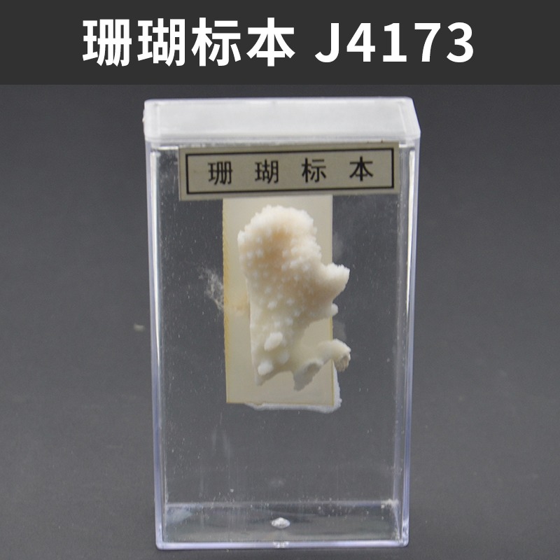 昆蟲標本生物標本菜粉蝶實驗小學生魚骨骼標本珊瑚標本蜜蜂桑蠶蕨蝗蟲葫蘆蘚生活史標本紅藻類褐藻類植物標本-細節圖3