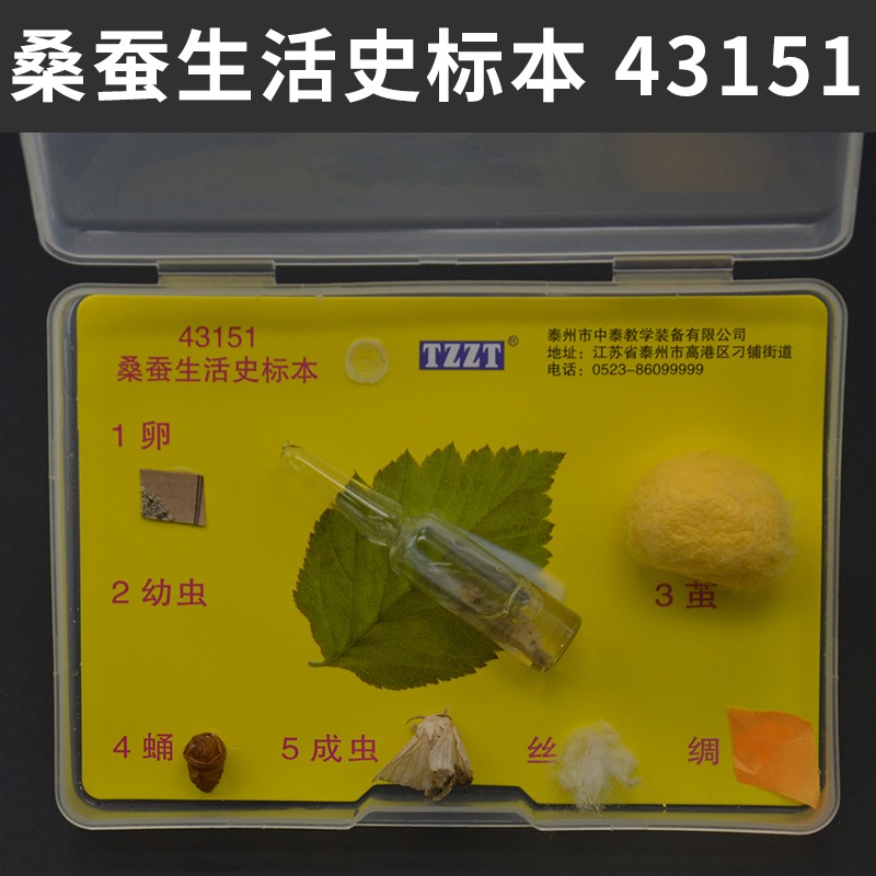 昆蟲標本生物標本菜粉蝶實驗小學生魚骨骼標本珊瑚標本蜜蜂桑蠶蕨蝗蟲葫蘆蘚生活史標本紅藻類褐藻類植物標本-細節圖4