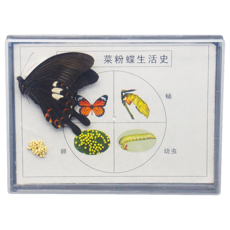 昆蟲標本生物標本菜粉蝶實驗小學生魚骨骼標本珊瑚標本蜜蜂桑蠶蕨蝗蟲葫蘆蘚生活史標本紅藻類褐藻類植物標本-細節圖5