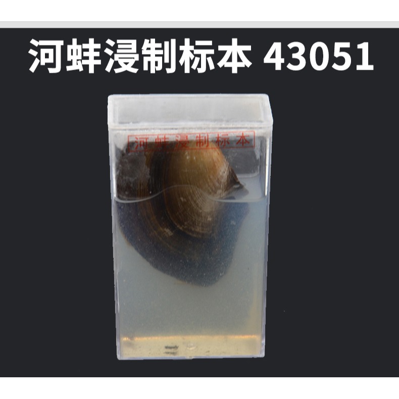 昆蟲標本生物標本菜粉蝶實驗小學生魚骨骼標本珊瑚標本蜜蜂桑蠶蕨蝗蟲葫蘆蘚生活史標本紅藻類褐藻類植物標本-細節圖7
