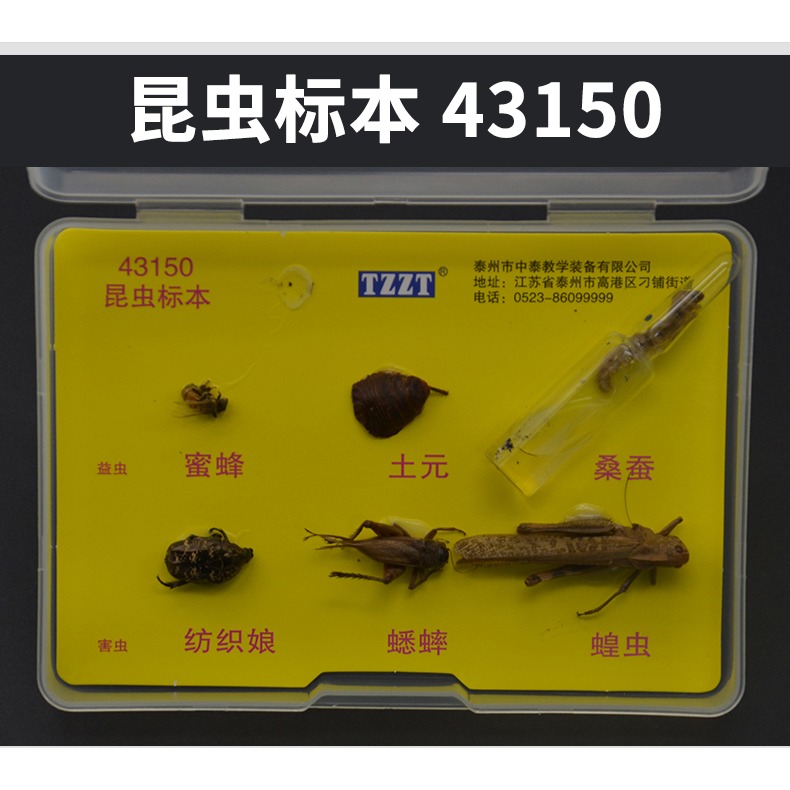 昆蟲標本生物標本菜粉蝶實驗小學生魚骨骼標本珊瑚標本蜜蜂桑蠶蕨蝗蟲葫蘆蘚生活史標本紅藻類褐藻類植物標本-細節圖8