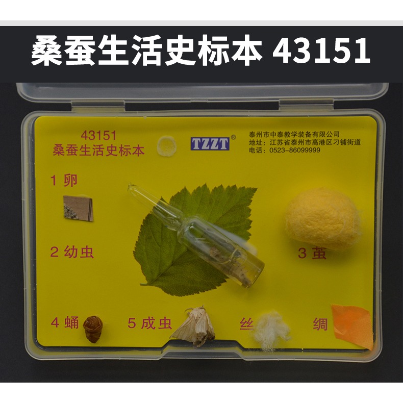 昆蟲標本生物標本菜粉蝶實驗小學生魚骨骼標本珊瑚標本蜜蜂桑蠶蕨蝗蟲葫蘆蘚生活史標本紅藻類褐藻類植物標本-細節圖9