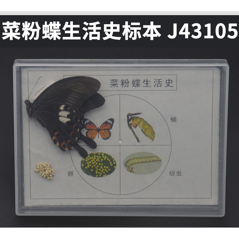 昆蟲標本生物標本菜粉蝶實驗小學生魚骨骼標本珊瑚標本蜜蜂桑蠶蕨蝗蟲葫蘆蘚生活史標本紅藻類褐藻類植物標本-細節圖10