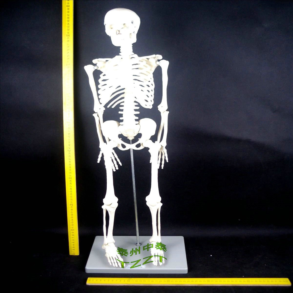 人體骨骼模型 85cm（全身、帶支架）J33204 教學用 生物實驗儀器-細節圖3