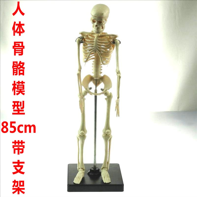 人體骨骼模型 85cm（全身、帶支架）J33204 教學用 生物實驗儀器-細節圖4