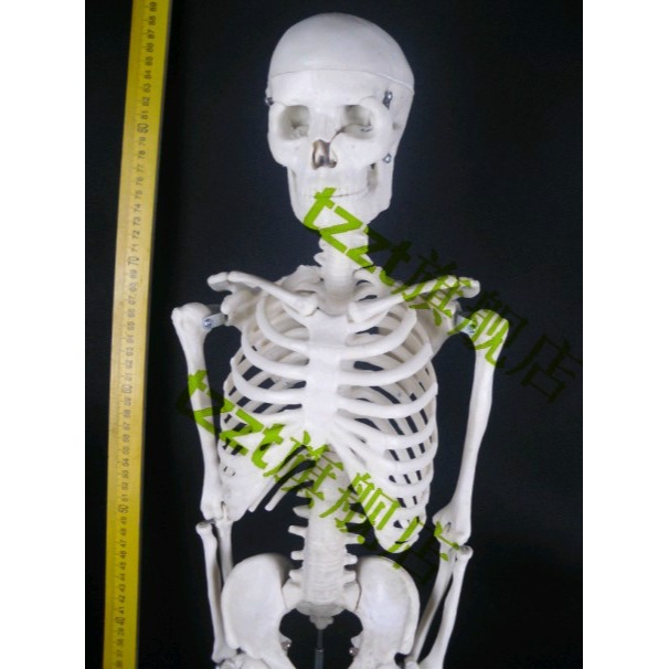 人體骨骼模型 85cm（全身、帶支架）J33204 教學用 生物實驗儀器-細節圖5