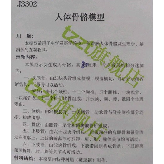 人體骨骼模型 85cm（全身、帶支架）J33204 教學用 生物實驗儀器-細節圖6