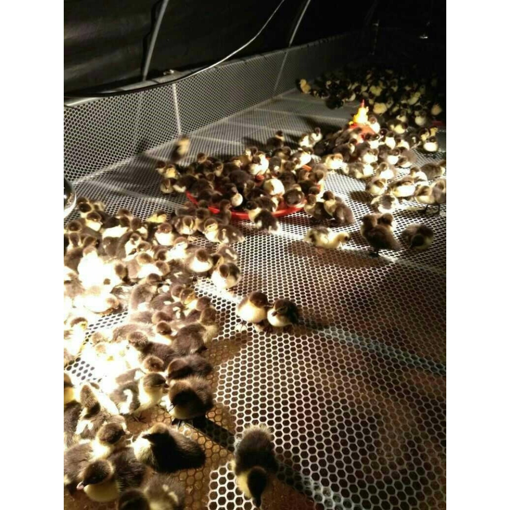 防逃防遮陽網狗狗平網方格格柵窗戶塑料網格陽臺託盤網板欄桿裝飾-細節圖4