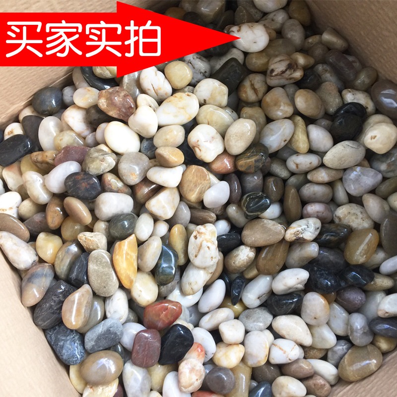 50斤鵝卵石原石天然石子魚缸花盆鋪路鵝軟石裝飾盆栽園藝五彩石頭-細節圖2