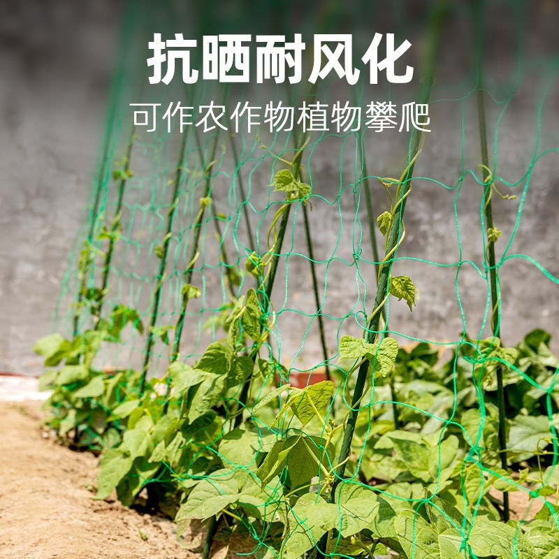 園藝植物爬藤網攀爬種植搭架絲瓜百香果豆角藤蔓花卉網農用葡萄棚-細節圖2
