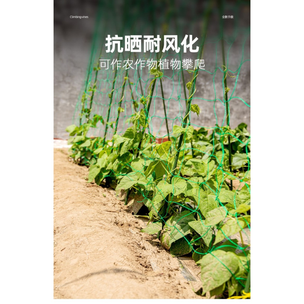 園藝植物爬藤網攀爬種植搭架絲瓜百香果豆角藤蔓花卉網農用葡萄棚-細節圖8