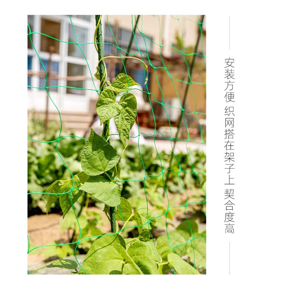 園藝植物爬藤網攀爬種植搭架絲瓜百香果豆角藤蔓花卉網農用葡萄棚-細節圖9
