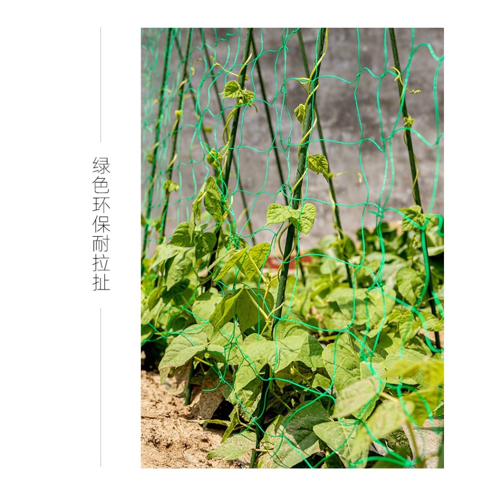 園藝植物爬藤網攀爬種植搭架絲瓜百香果豆角藤蔓花卉網農用葡萄棚-細節圖10