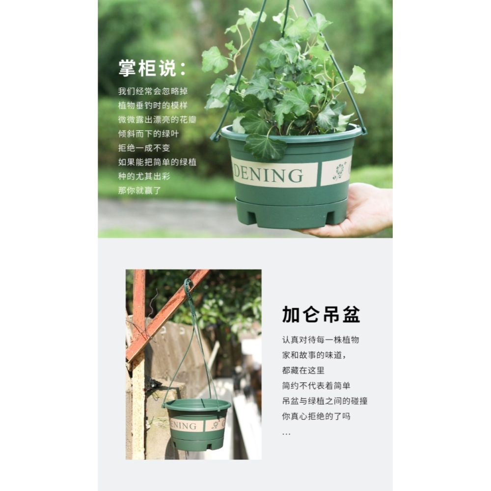 大號吊蘭花盆塑料懸掛式加侖吊籃花盆室內加厚垂吊綠蘿常春藤掛盆-細節圖9