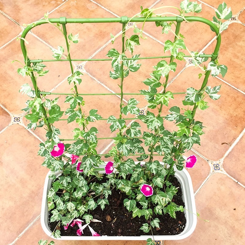 陽臺植物爬藤花架喇叭花鐵線蓮造景屏風盆栽牽牛花攀爬網格架子-細節圖3