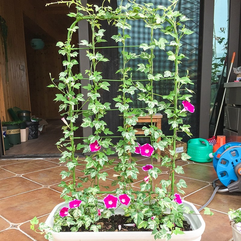 陽臺植物爬藤花架喇叭花鐵線蓮造景屏風盆栽牽牛花攀爬網格架子-細節圖4