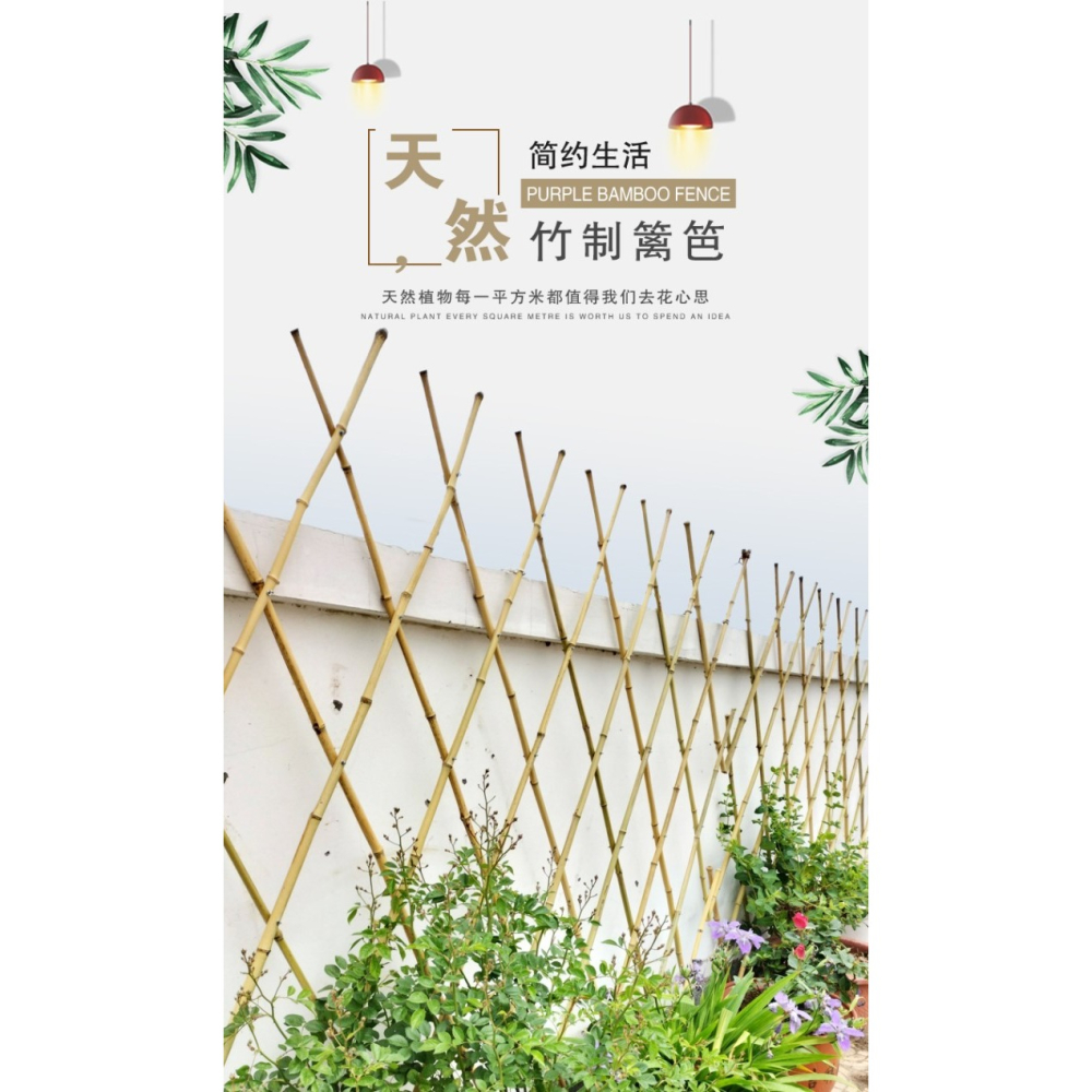 戶外庭院碳化紫竹柵欄月季植物爬藤竹子花園竹竿陽臺伸縮竹條籬笆-細節圖5