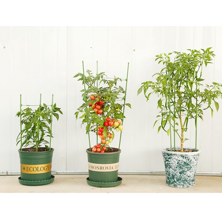 園藝爬藤架子家用花支架室內月季花綠蘿植物鐵線蓮攀爬黃瓜西紅柿-細節圖9
