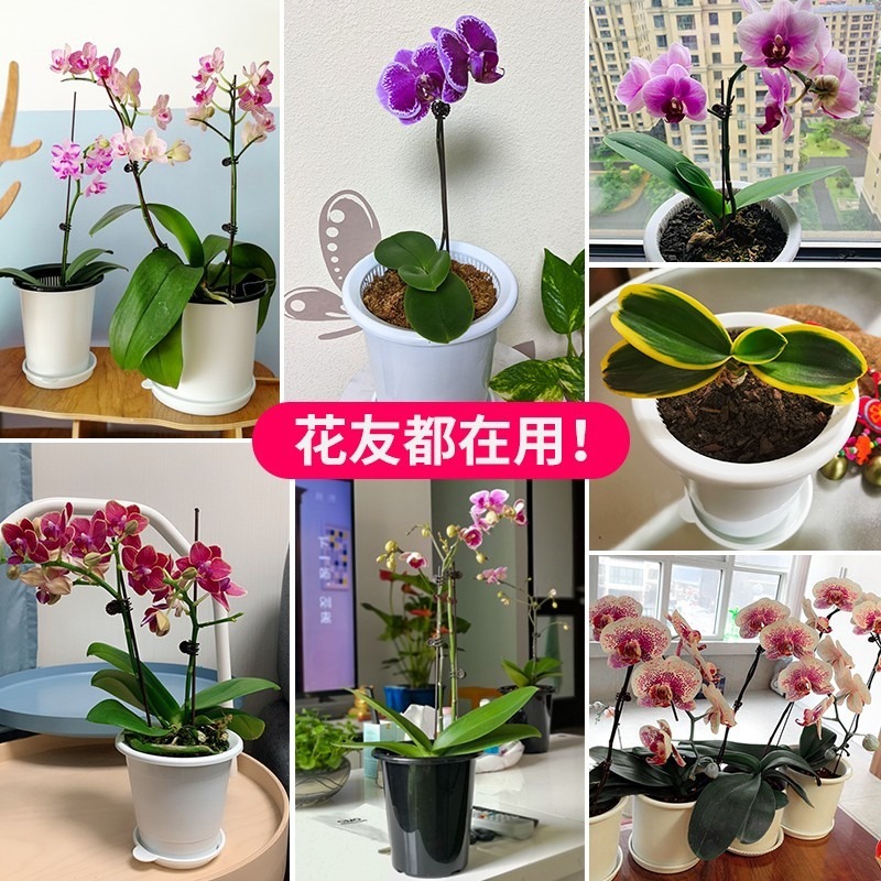美蒔蝴蝶蘭盆專用控根花盆通風透氣石斛蘭蝴蝶蘭定製盆-細節圖2