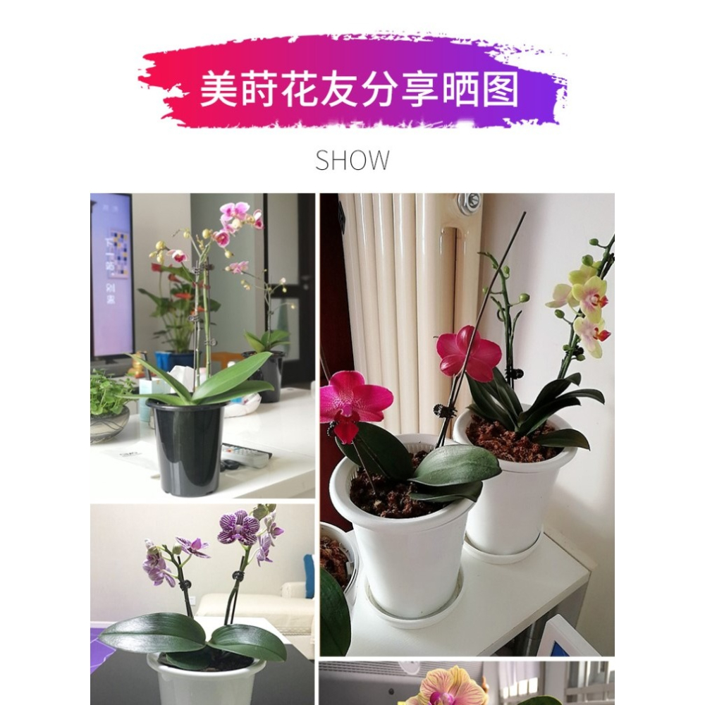 美蒔蝴蝶蘭盆專用控根花盆通風透氣石斛蘭蝴蝶蘭定製盆-細節圖6