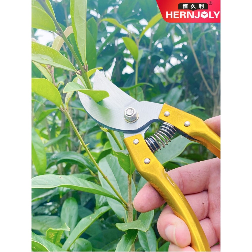 剪枝剪刀修剪果樹園藝花藝工具進口省力樹枝修枝剪花枝花卉花剪子-細節圖4