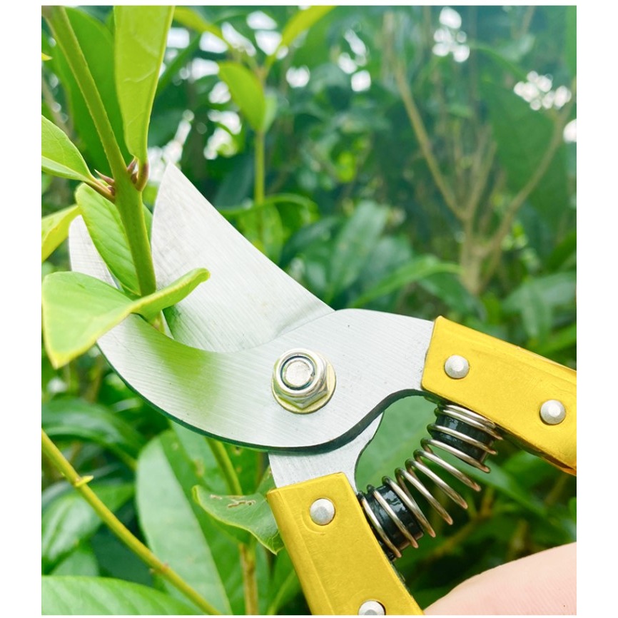 剪枝剪刀修剪果樹園藝花藝工具進口省力樹枝修枝剪花枝花卉花剪子-細節圖9