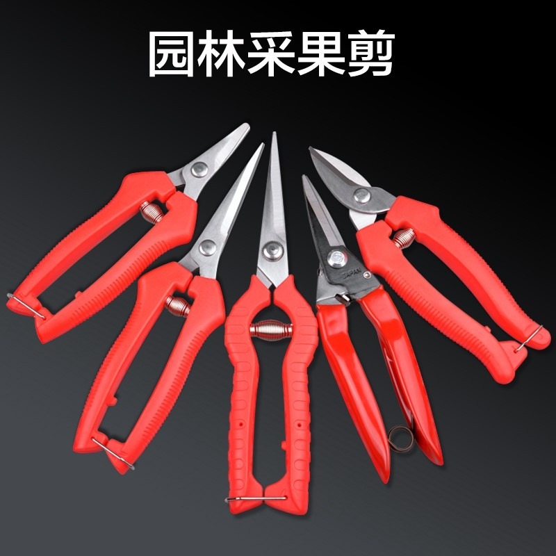 葡萄修枝剪刀不銹鋼採果剪果樹剪桔子摘果剪柑橘枝剪芽剪果園花剪-細節圖3