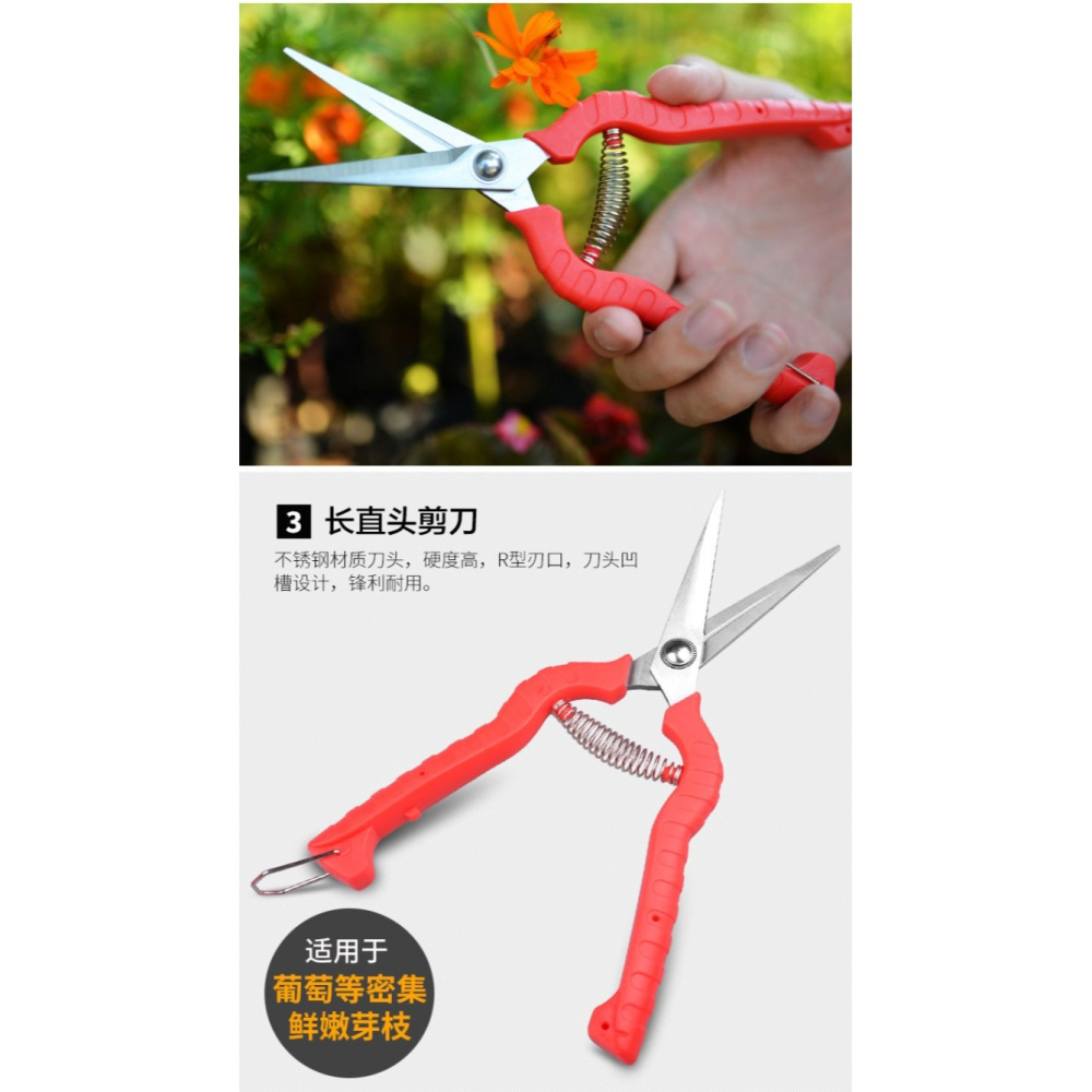 葡萄修枝剪刀不銹鋼採果剪果樹剪桔子摘果剪柑橘枝剪芽剪果園花剪-細節圖10