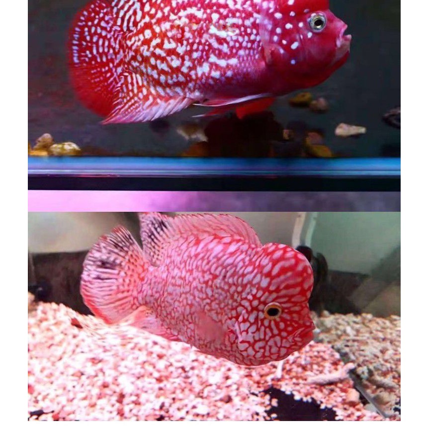 泰金玩具紅馬火氣水族箱馬騮雙面三角魚缸攻頭羅漢魚專用沙包鏡子-細節圖8
