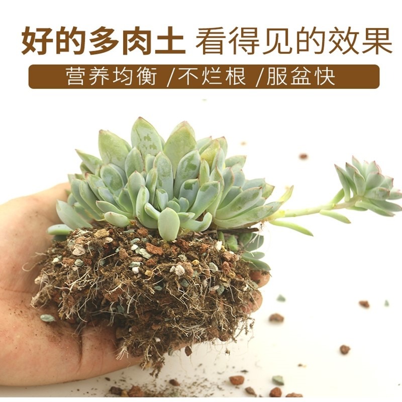 花土多肉土專用顆粒營養土大包透氣種植土鋪面石純顆粒包郵-細節圖4