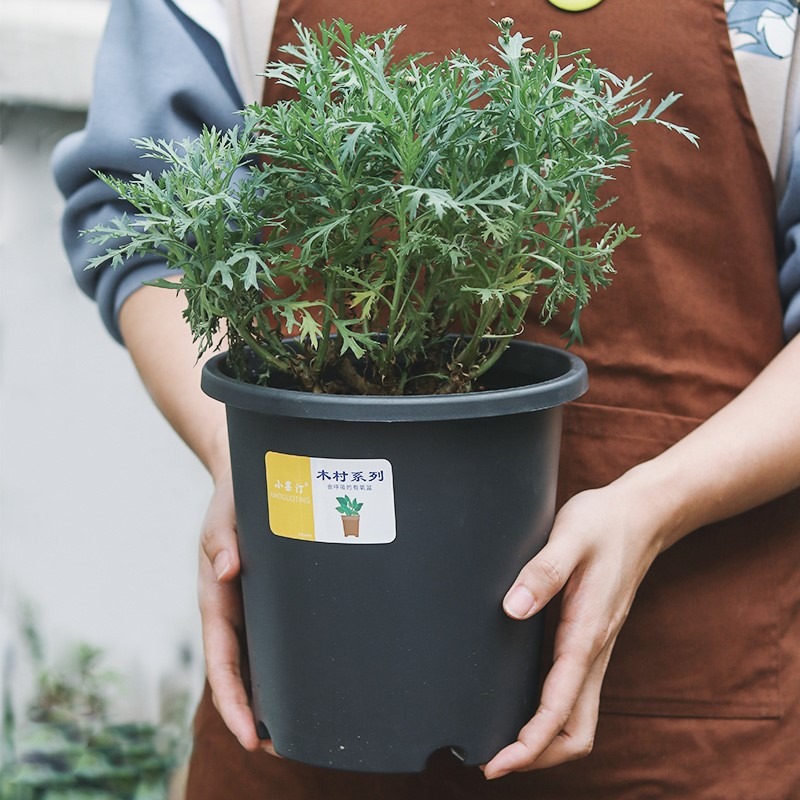 青山控根透氣樹脂花盆月季鐵線蓮種植方盆綠蘿加厚圓口塑料加侖盆-細節圖3