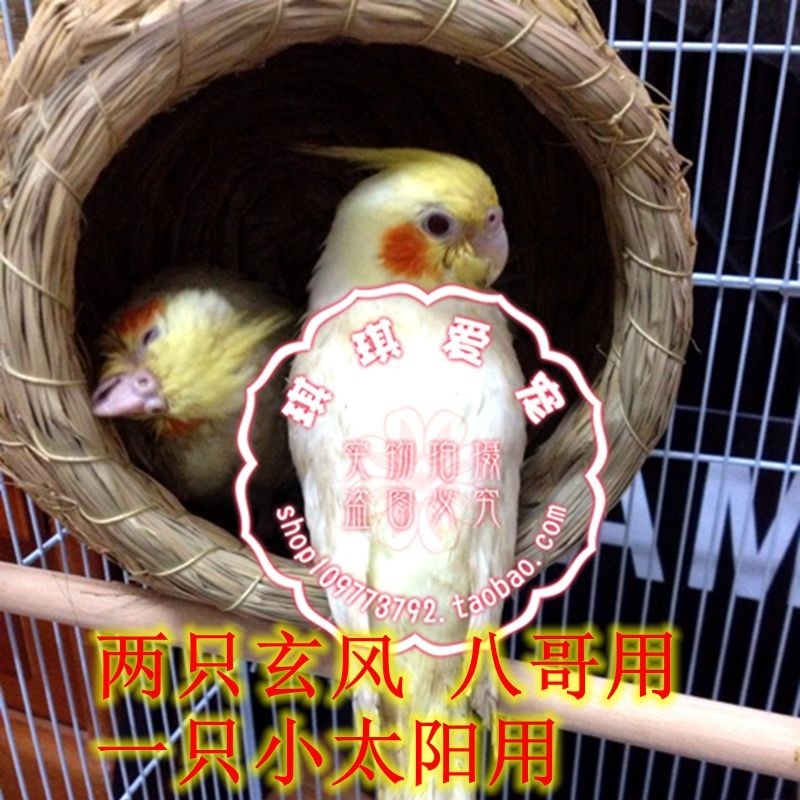 鸚鵡鳥窩草編懸掛式虎皮牡丹玄鳳文鳥珍珠草窩保暖繁殖箱用品鳥巢-細節圖2