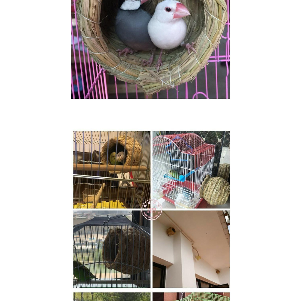 鸚鵡鳥窩草編懸掛式虎皮牡丹玄鳳文鳥珍珠草窩保暖繁殖箱用品鳥巢-細節圖7