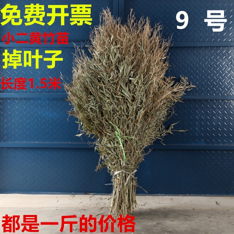 竹枝子掃把竹苗竹葉子竹枝竹子竹條掃把頭竹竹子頭條裝飾擺件手工-細節圖7