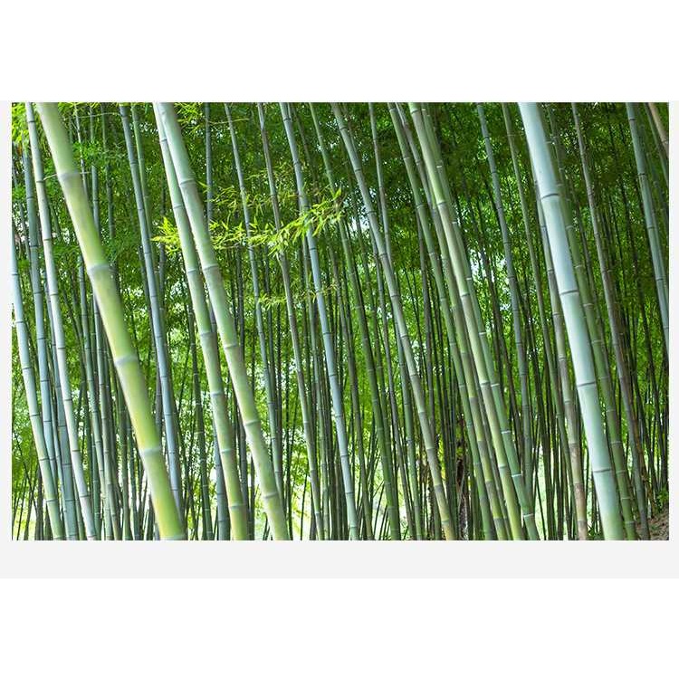 家用天然無漆無蠟竹子筷子飯店竹快子火鍋用筷竹木筷商用竹筷-細節圖6