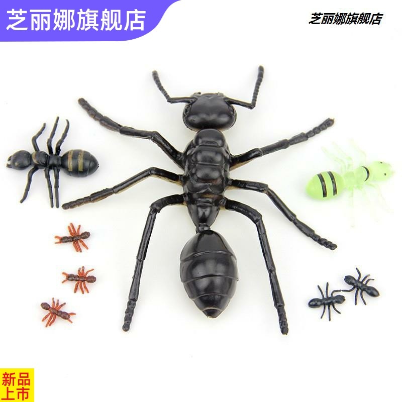 博仿真大小螞蟻昆蟲模型塑膠仿真動物兒童玩具多足大頭螞蟻影視道-細節圖4