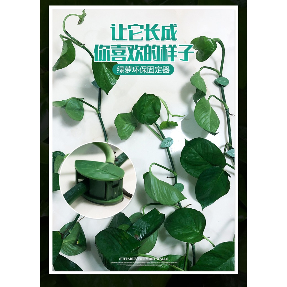 綠蘿固定器爬墻神器綠植掛墻爬藤壁掛墻上專用掛鉤墻面卡扣吸盤架-細節圖9