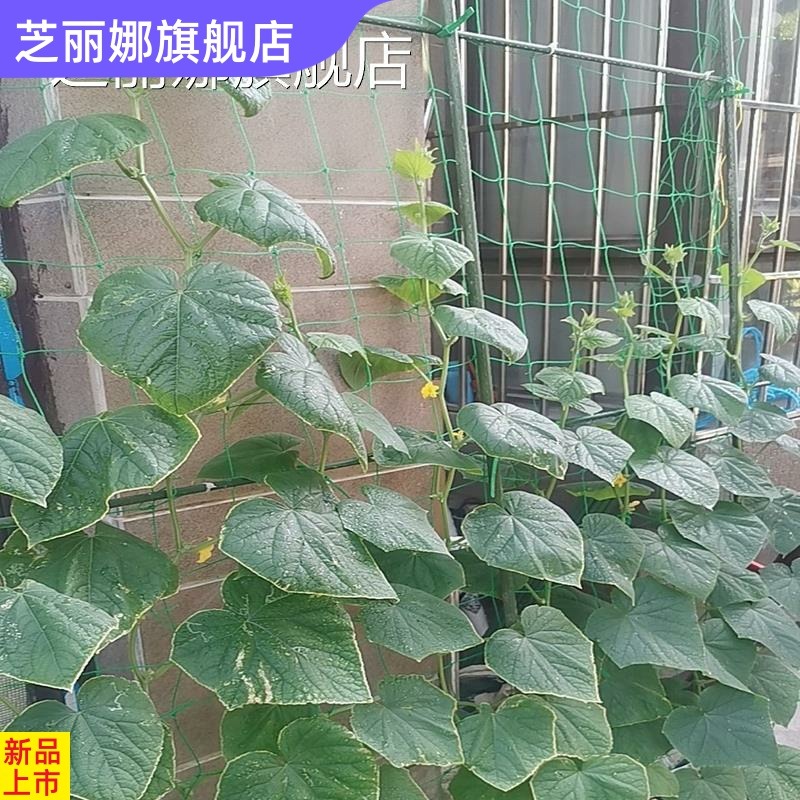 爬藤網花卉綠蘿藤蔓植物攀爬網搭架網百香果蔬菜爬藤架園藝種植網-細節圖2