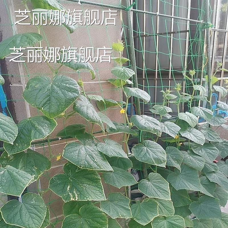 爬藤網花卉綠蘿藤蔓植物攀爬網搭架網百香果蔬菜爬藤架園藝種植網-細節圖6