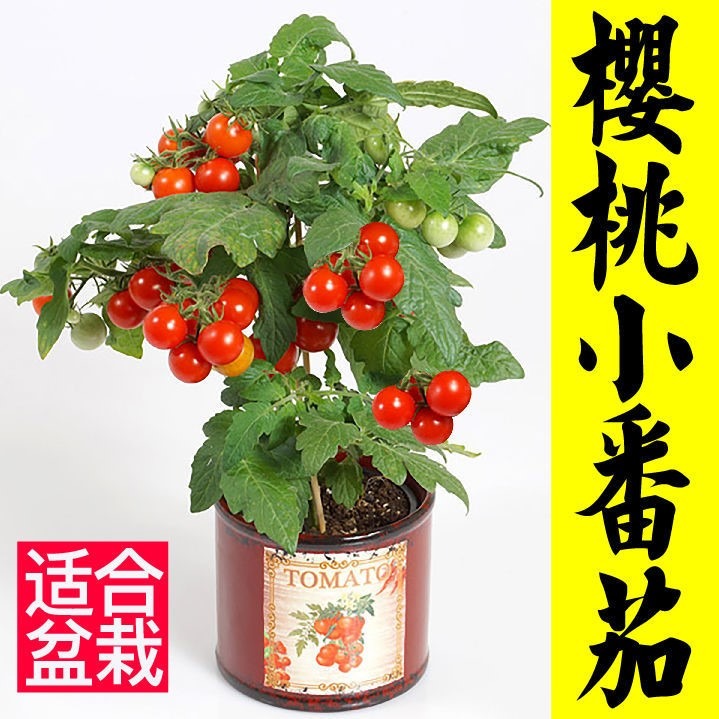 盆栽矮生番茄苗秧四季陽臺春秋櫻桃小西紅柿聖女果種子山東壽光-細節圖2