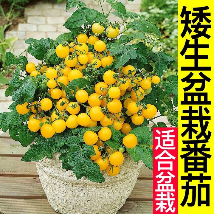 盆栽矮生番茄苗秧四季陽臺春秋櫻桃小西紅柿聖女果種子山東壽光-細節圖3