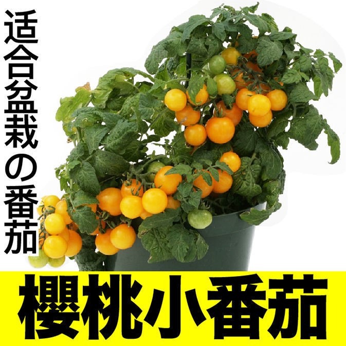 盆栽矮生番茄苗秧四季陽臺春秋櫻桃小西紅柿聖女果種子山東壽光-細節圖4
