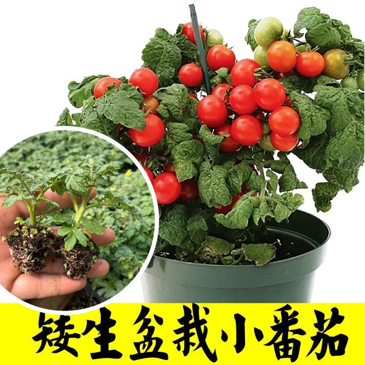 盆栽矮生番茄苗秧四季陽臺春秋櫻桃小西紅柿聖女果種子山東壽光-細節圖7
