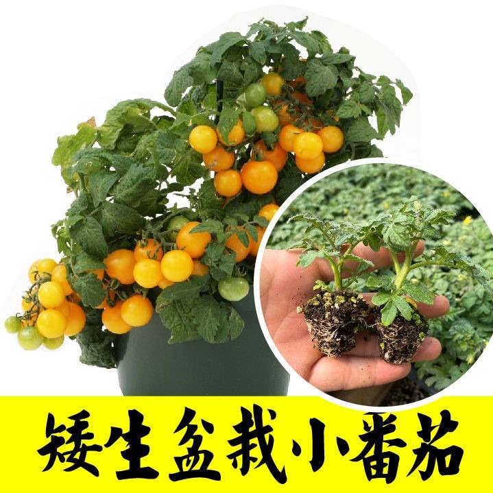 盆栽矮生番茄苗秧四季陽臺春秋櫻桃小西紅柿聖女果種子山東壽光-細節圖9