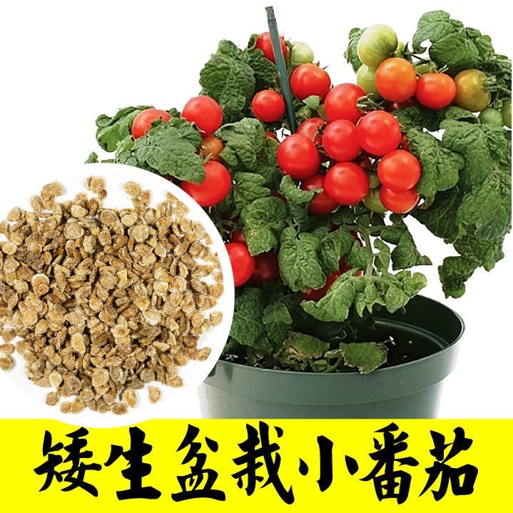 盆栽矮生番茄苗秧四季陽臺春秋櫻桃小西紅柿聖女果種子山東壽光-細節圖10
