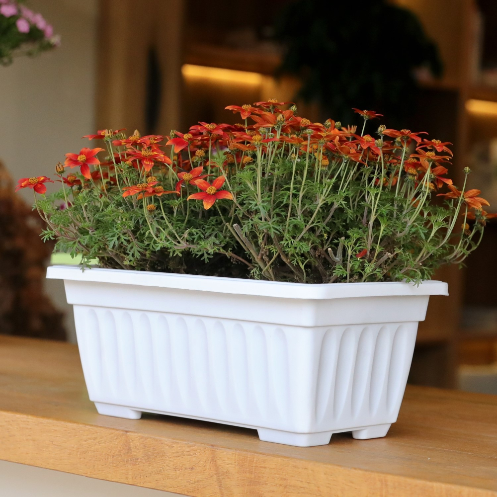 長方形種菜盆陽臺塑料蔬菜種植箱特大號家庭養花種菜神器清倉-細節圖4